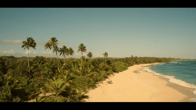 Vireo GIF 02 Puerto Rico drone shot comning over the ocean into the treeline